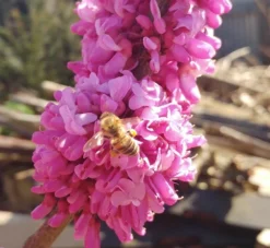 Judasbaum Cercis Siliquastrum 9 Judasbaum Cercis Siliquastrum -Grüne Vielfalt judasbaum mit biene 3UmROOMoGkmKP3