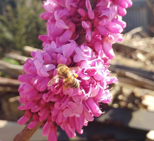 Judasbaum Cercis Siliquastrum 5 Judasbaum Cercis Siliquastrum – Bild 5