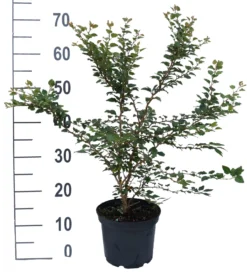 Zwerg-Zierkirsche `Kojou-no-mai´ Prunus Incisa `Kojou-no-mai´ -Grüne Vielfalt kojou no mai weiss