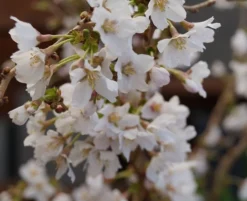Zwerg-Zierkirsche `Kojou-no-mai´ Prunus Incisa `Kojou-no-mai´ -Grüne Vielfalt kojou no mai2