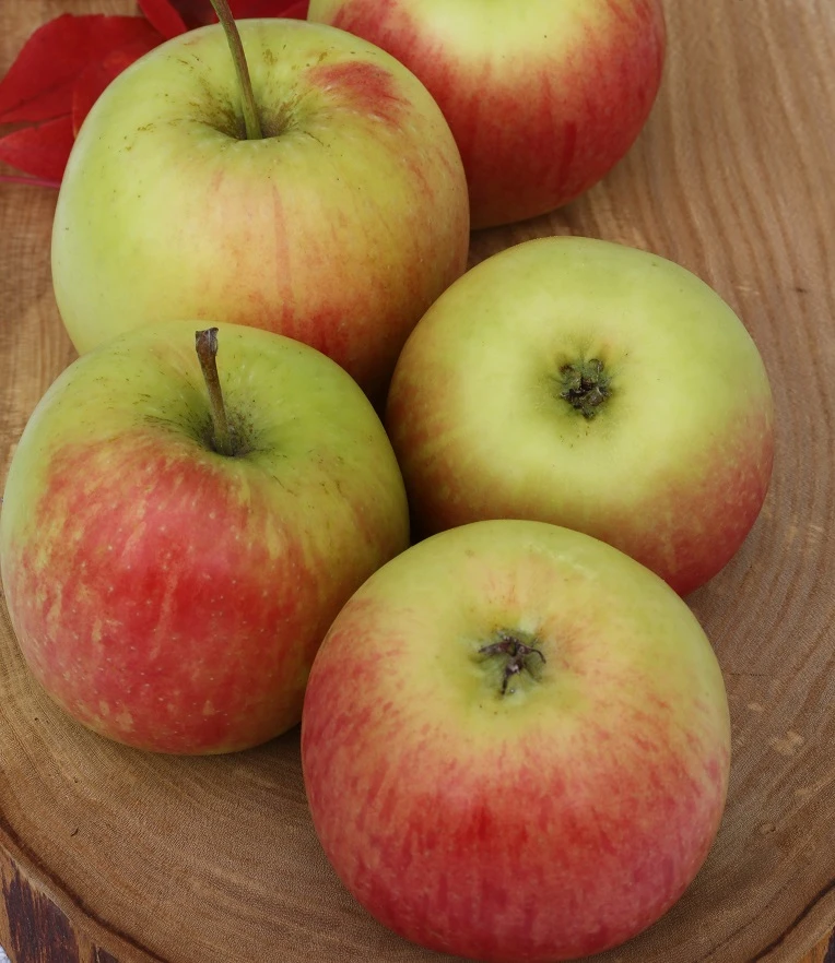 Delcorf (Delbarestival ®) Malus Domestica `Delcorf´ 1 Delcorf (Delbarestival ®) Malus Domestica `Delcorf´