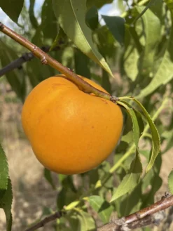 Honig-Nektarine `Bellarina´ Prunus Nucipersica `Bellarina´ 5 Honig-Nektarine `Bellarina´ Prunus Nucipersica `Bellarina´ -Grüne Vielfalt nektarine bellarina frucht