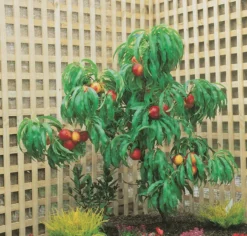 Zwergnektarine `Rubis® Necta ZeeⓈ´ Prunus Nucipersica -Grüne Vielfalt nektarine necta zee rubis baum