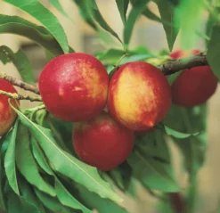 Zwergnektarine `Rubis® Necta ZeeⓈ´ Prunus Nucipersica