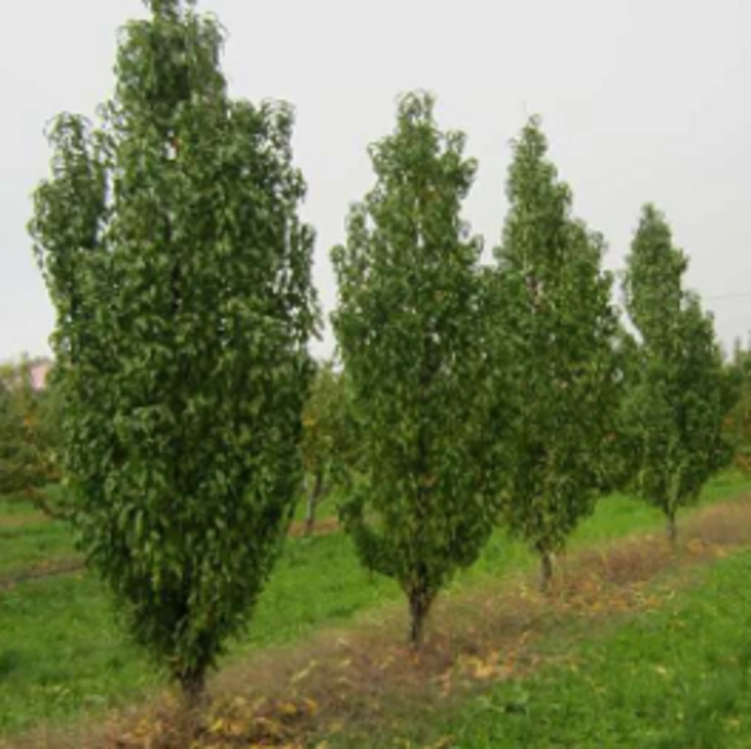 Säulen-Pfirsich `Ellora´ Prunus Persica `Ellora´ 3 Säulen-Pfirsich `Ellora´ Prunus Persica `Ellora´ – Bild 3