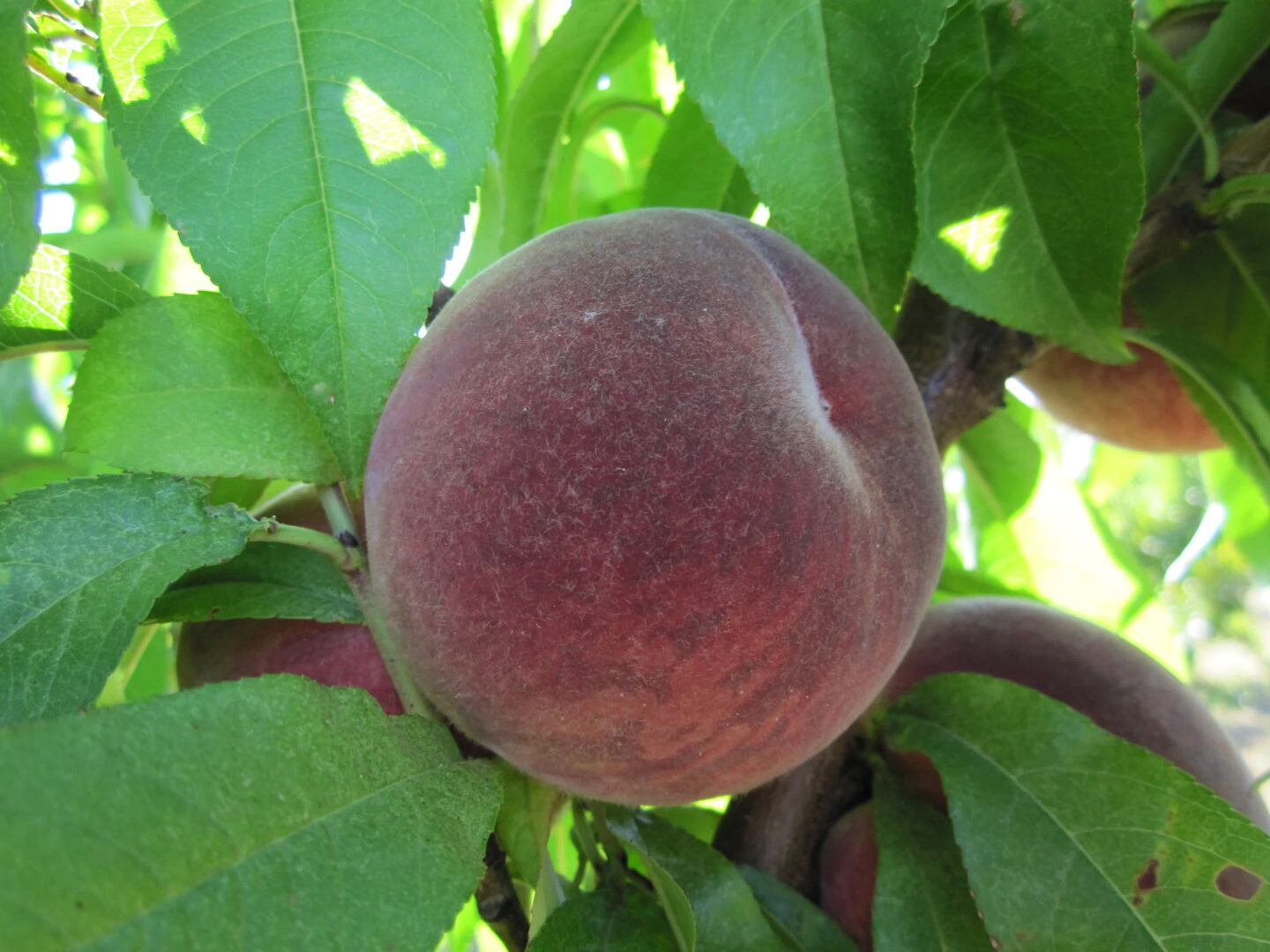 Säulen-Pfirsich `Ellora´ Prunus Persica `Ellora´ 2 Säulen-Pfirsich `Ellora´ Prunus Persica `Ellora´ – Bild 2