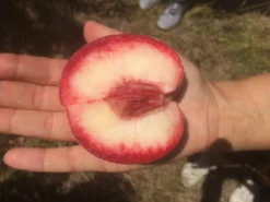 Säulen-Pfirsich `Ellora´ Prunus Persica `Ellora´ 7 Säulen-Pfirsich `Ellora´ Prunus Persica `Ellora´ -Grüne Vielfalt pfirsich ellora frucht1