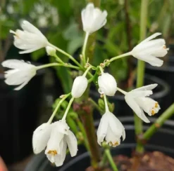 Rispen-Pimpernuss Staphylea Pinnata -Grüne Vielfalt pimpernuss2