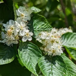 Erlenblättrige Eberesche `Red Bird´ Sorbus Alnifolia `Red Bird´ 6 Erlenblättrige Eberesche `Red Bird´ Sorbus Alnifolia `Red Bird´ -Grüne Vielfalt red bird 2