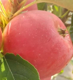 Neu eingetroffen -Grüne Vielfalt rotfleischiger s ulenapfel41