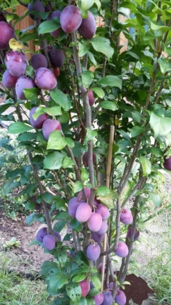 Rote Säulen-Mirabelle `Ruby´ Wurzelnackt Prunus Domestica Subsp. Syriaca `Ruby´ -Grüne Vielfalt ruby2a0Cx9InYDY0Pl