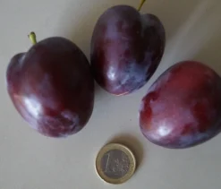 Neu eingetroffen -Grüne Vielfalt ruby3