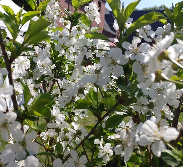 Morina ® Prunus Cerasus `Morina´ 2 Morina ® Prunus Cerasus `Morina´ – Bild 2