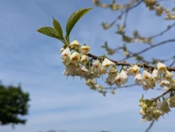 Schneeglöckchenbaum Halesia Carolina -Grüne Vielfalt schneegl ckchenbaum2