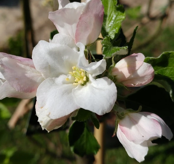 Säulenapfel Spurkoop Malus Domestica `Spurkoop´ 2 Säulenapfel Spurkoop Malus Domestica `Spurkoop´ – Bild 2