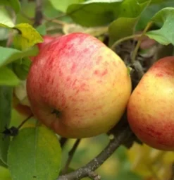 Neu eingetroffen -Grüne Vielfalt topaz 1