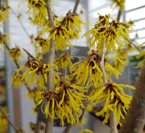 Zaubernuss `Arnold Promise´ Hamamelis X Intermedia `Arnold Promise´ 1 Zaubernuss `Arnold Promise´ Hamamelis X Intermedia `Arnold Promise´