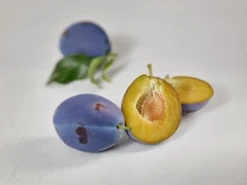 Haganta (S) Prunus Domestica `Haganta´ -Grüne Vielfalt zwetschge haganta g