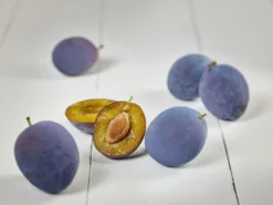 Hanita ® Prunus Domestica `Hanita 11 Hanita ® Prunus Domestica `Hanita -Grüne Vielfalt zwetschge hanita g