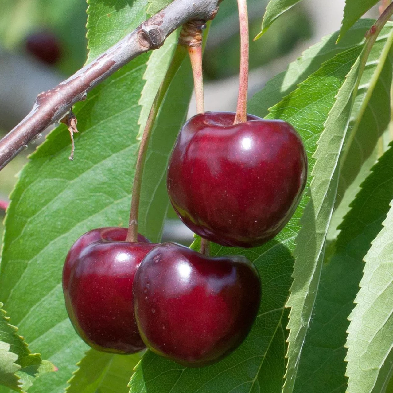 Grüne Vielfalt -Grüne Vielfalt obstbaum kirsche regina andermatt biogarten 01.aa53ebe7