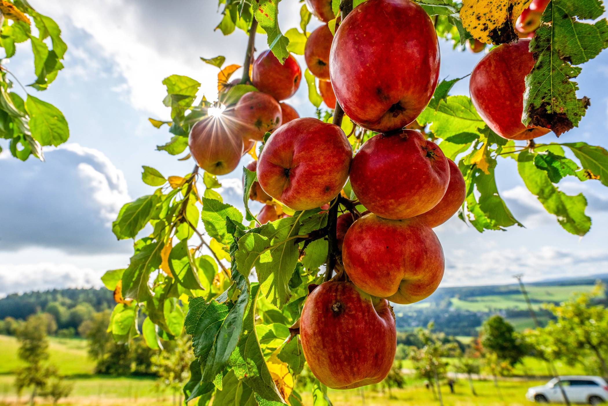 Grüne Vielfalt -Grüne Vielfalt w2100 h1404 x1500 y1002 DPA bfunk dpa 5FAEA8006240195D fe629bb60c4db781